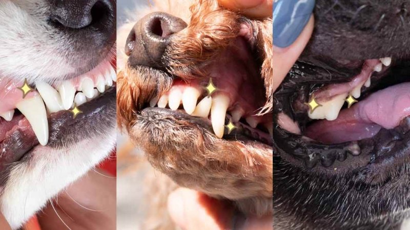 このこのふりかけ　お口元気