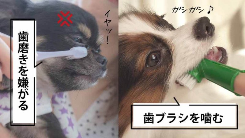 このこのふりかけ　歯磨き悩み