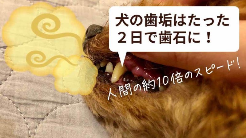 このこのふりかけ　歯石