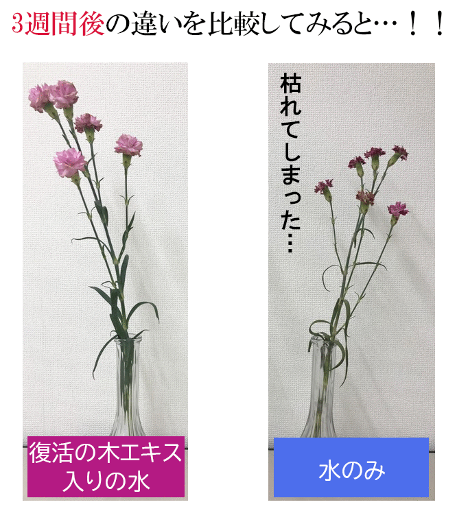 ブライトエイジ 復活の木エキス 実験