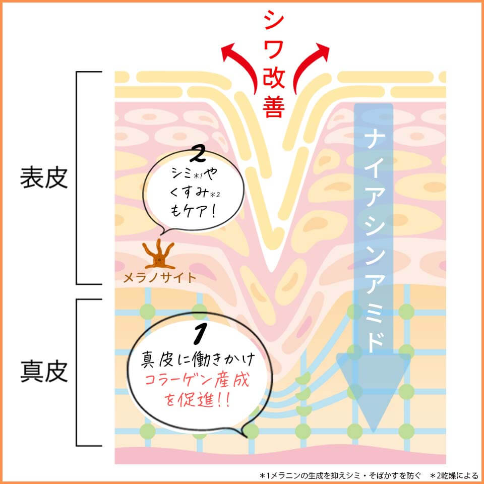 エンリッチ ナイアシンアミド