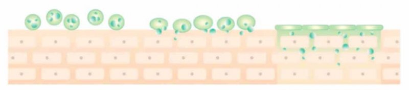 カナデルプレミアゼロ　フリーズドライ技術