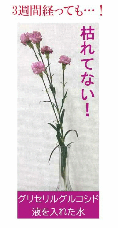 ブライトエイジ 枯れない花