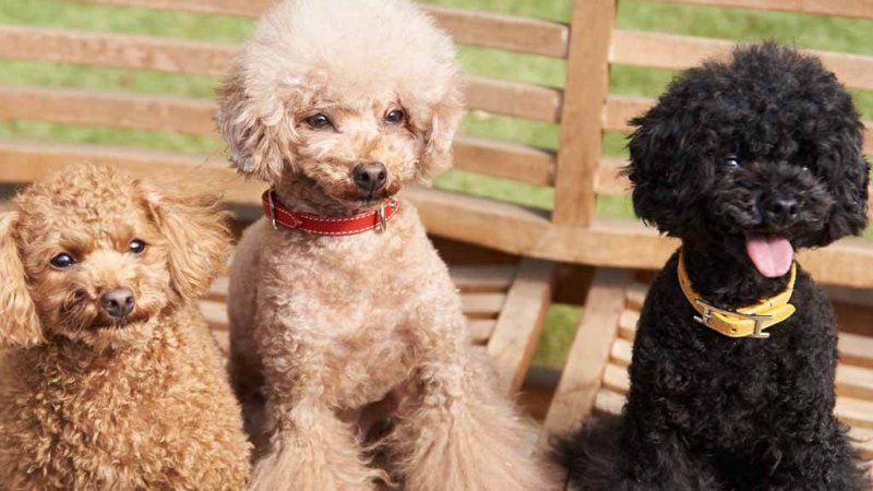 このこのふりかけ 口コミ③