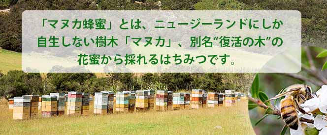 マヌカ蜂蜜とは