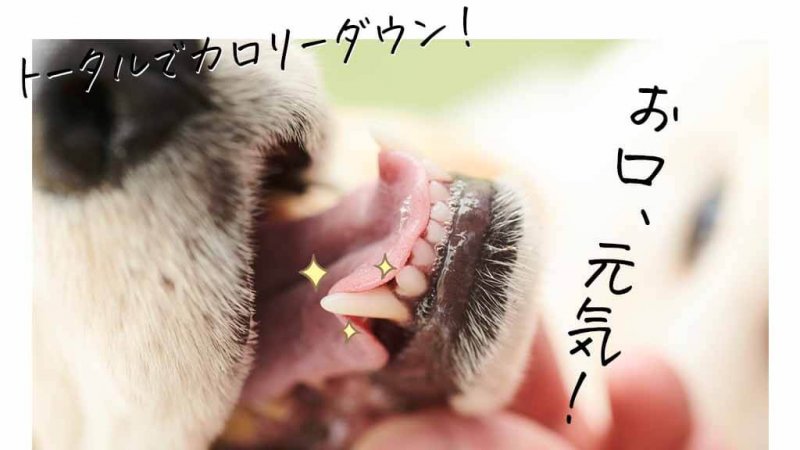 このこのふりかけ アフター