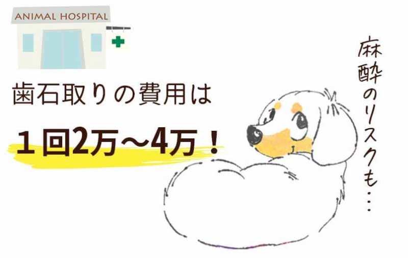 このこのふりかけ　歯石取り費用とリスク