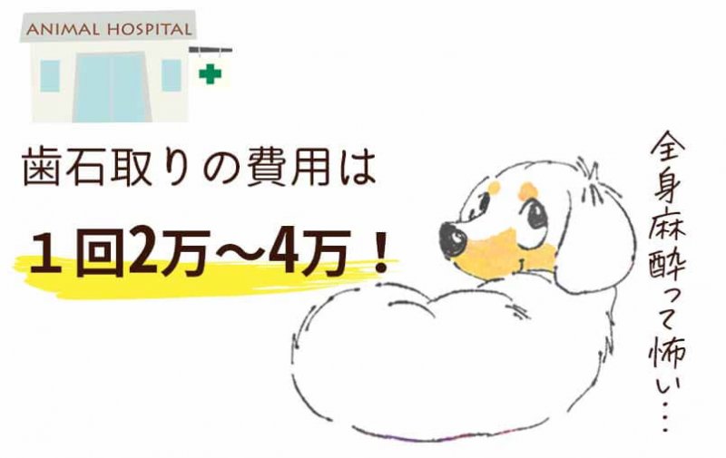 このこのふりかけ 歯石取り費用とリスク