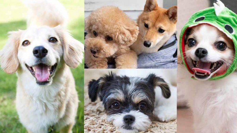 このこのふりかけ コラージュ