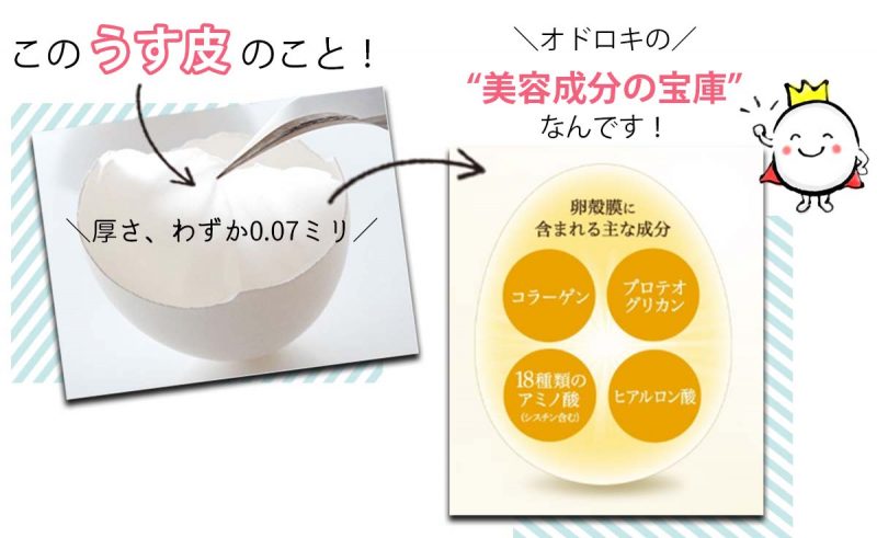 チェルラー　卵殻膜とは