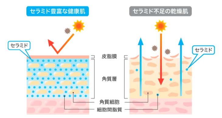 カナデルプレミアゼロ　セラミド